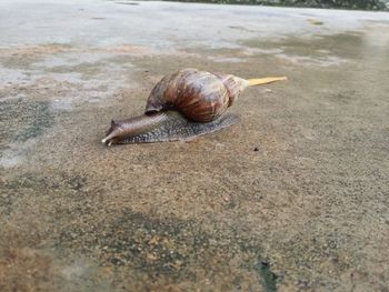 Snail on footpath