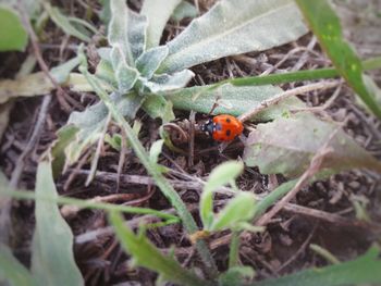 Close-up of ladybug on plant