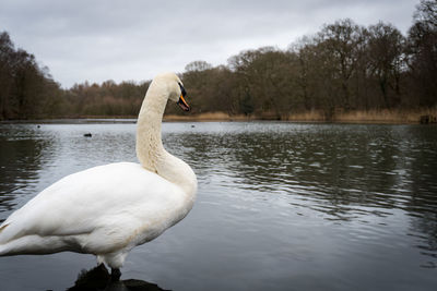 Swan on lake against sky