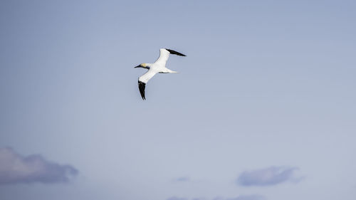 Low angle view of birds flying against clear sky