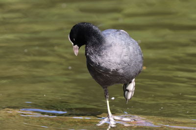 Close-up of duck in lake