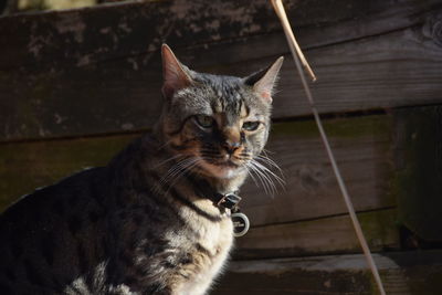 Close-up of cat