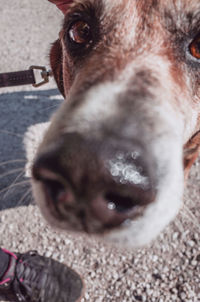 Close-up of a cat