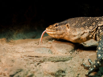 Close-up of lizard on rock