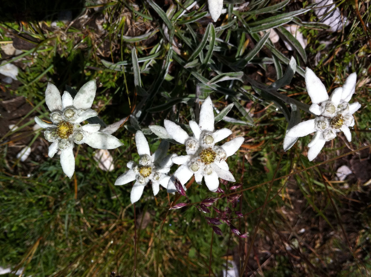 white color, flower, growth, fragility, petal, freshness, plant, nature, beauty in nature, white, leaf, high angle view, close-up, flower head, blooming, field, in bloom, day, no people, blossom