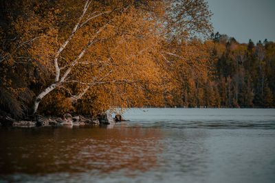 Scenic view of lake in forest during autumn