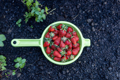 High angle view of fruits in bowl