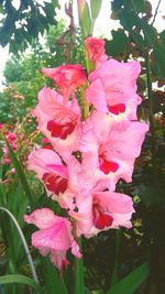 Close-up of pink flowers