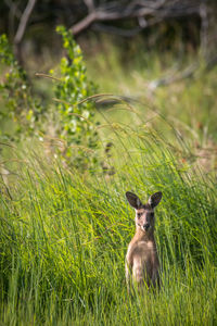 Portrait of kangaroo sitting on grass