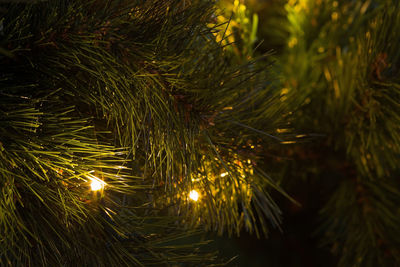 Close-up of christmas tree