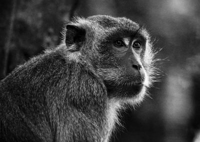 Close-up of gorilla looking away