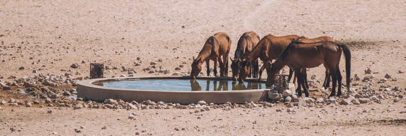 Horses drinking water on land 