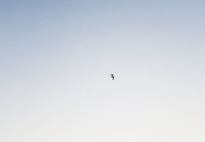 Low angle view of bird flying in sky