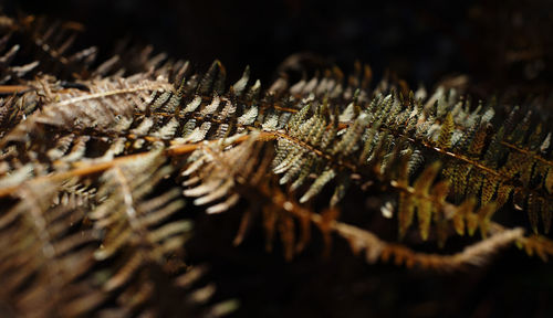 Close-up of fern
