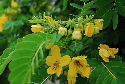 Close-up of yellow flowers