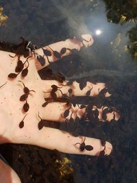 Woman swimming in fish tank