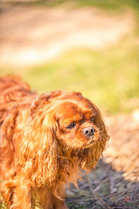 Portrait of dog