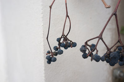 High angle view of berries on wall