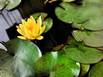 Close-up of lotus water lily