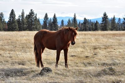 Horse on field against sky