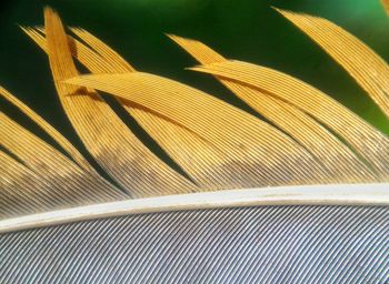 Close-up of leaf