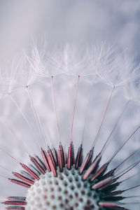 Close-up of plant