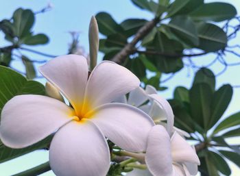Close-up of white flowering plant