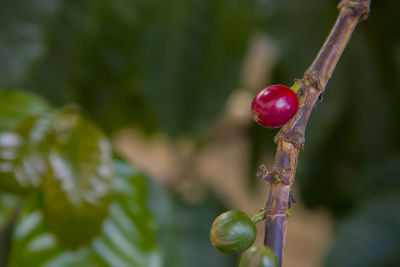 Close-up of berries growing on tree