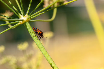 Close-up of insect on leaf