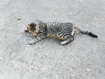 High angle view of a cat