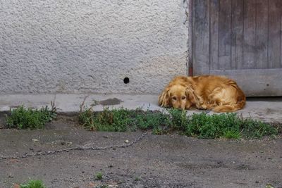 Dog on wall