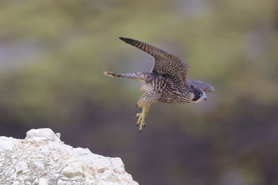 A peregrine falcon taking off