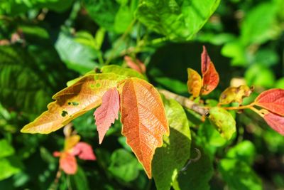 Close-up of autumnal leaves