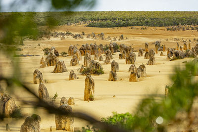 View of an animal on landscape