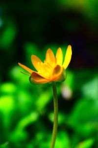 Close-up of yellow flowering plant