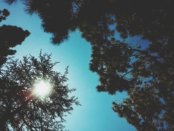 Low angle view of trees against sky