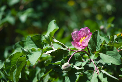 Close-up of pink flowering plant