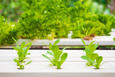 Close-up of fresh green leaves