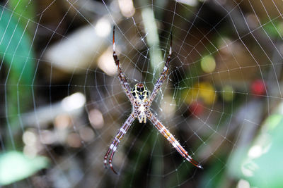 Close-up of spider on web