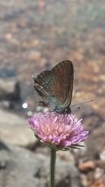 Close-up of butterfly pollinating on flower