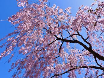 Low angle view of cherry blossoms against sky