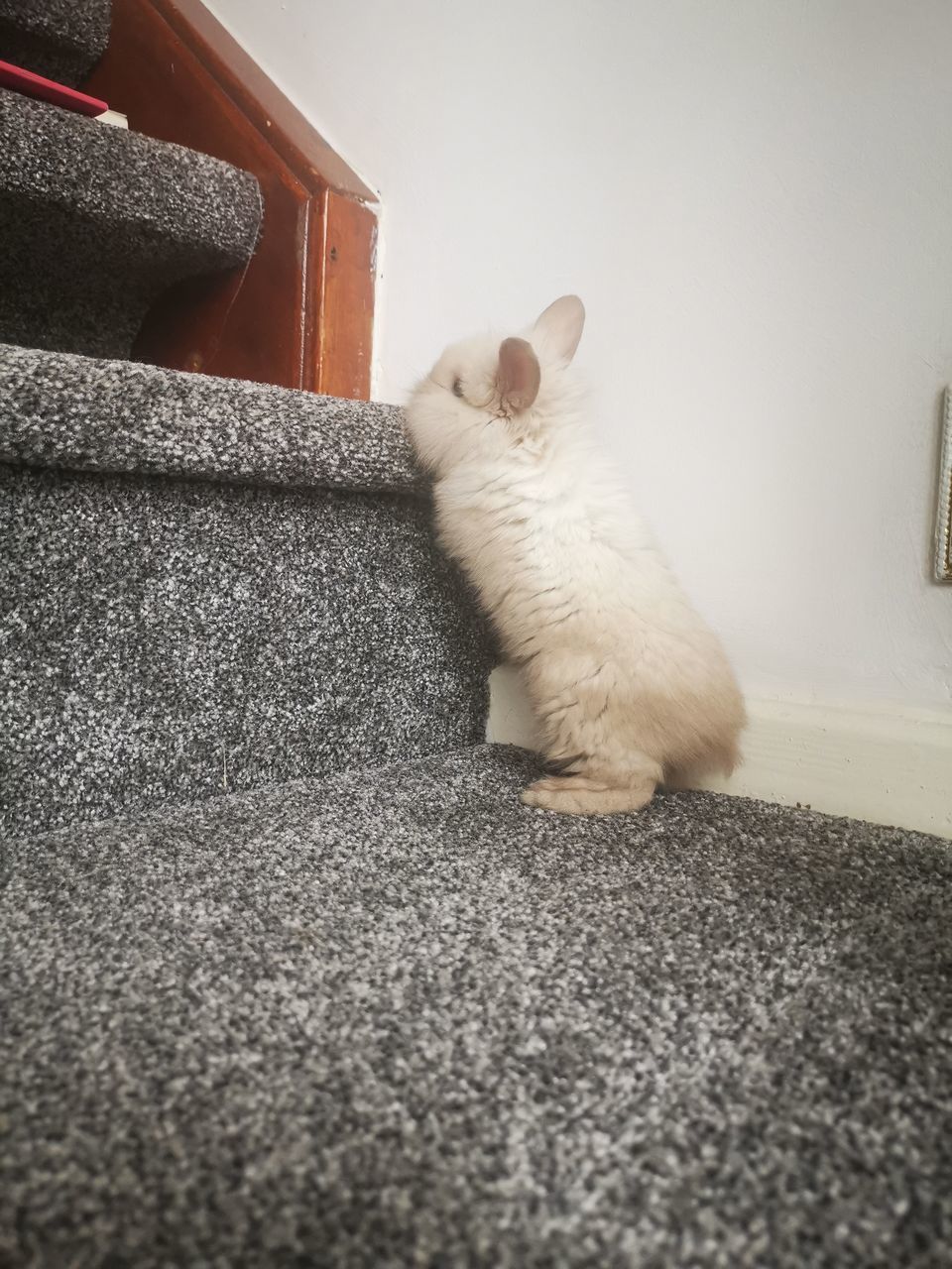 CLOSE-UP OF CAT SITTING ON A HOUSE