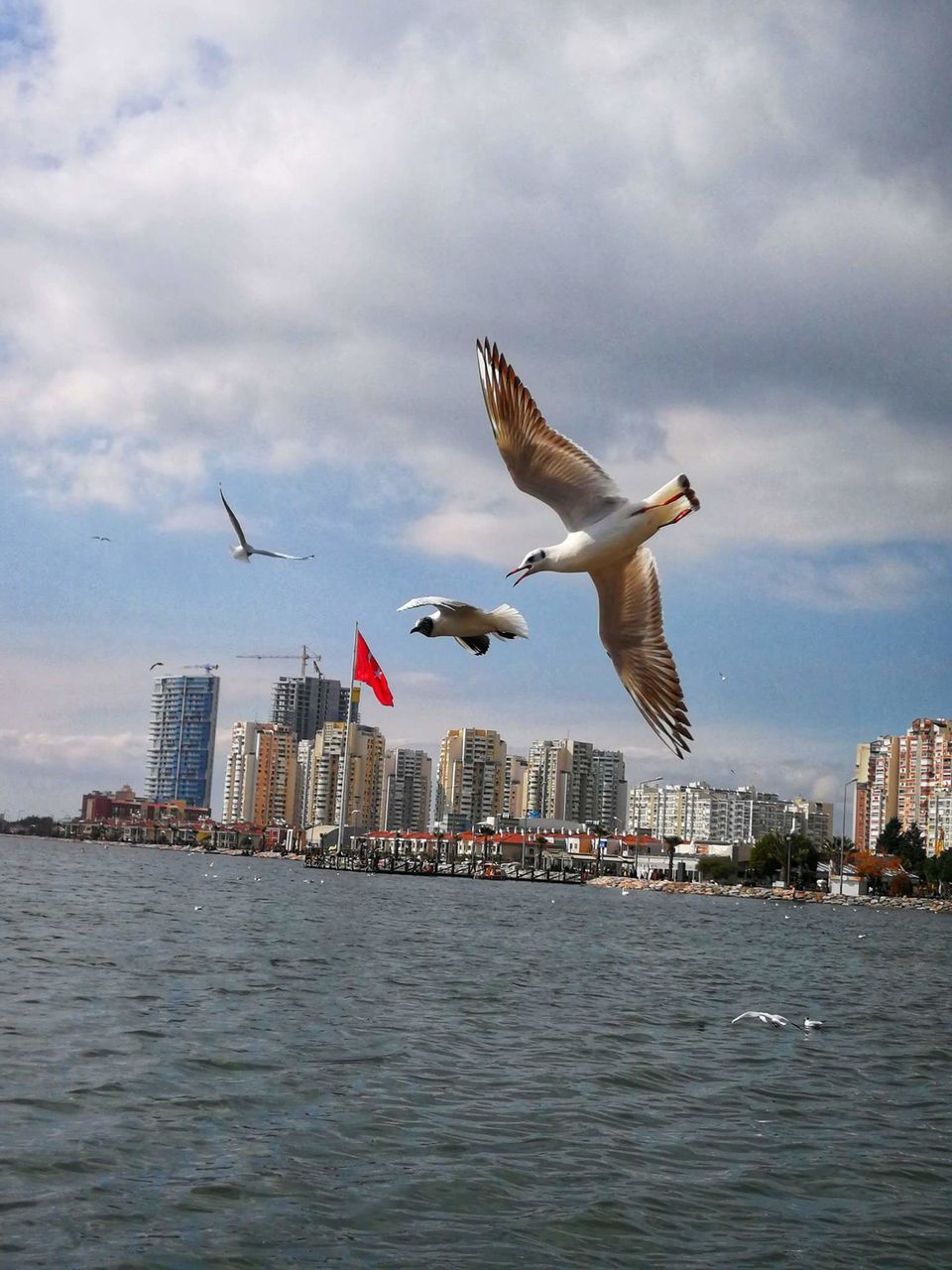 flying, mid-air, animal themes, spread wings, waterfront, city, sea, animals in the wild, water, bird, cloud - sky, seagull, sky, skyscraper, day, architecture, no people, cityscape, nature, built structure, building exterior, outdoors, animal wildlife, motion, urban skyline