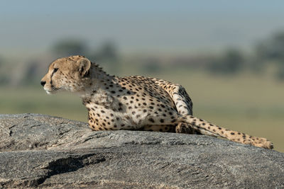 Close-up of cheetah sitting on rock