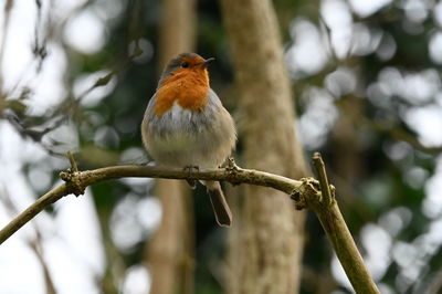 Close-up of bird perching on branch