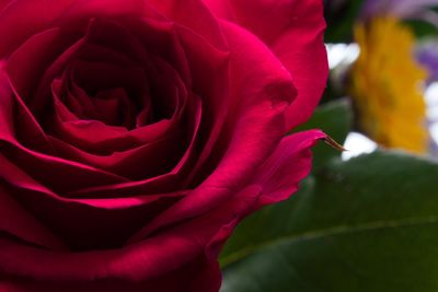 Close-up of red rose