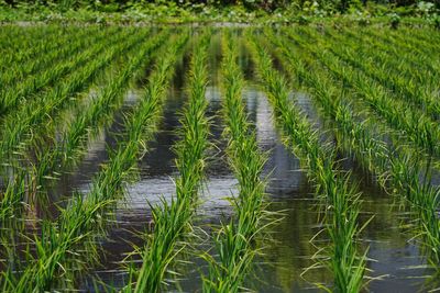 Scenic view of rice field