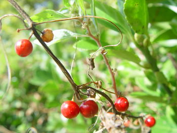 Close-up of red berries growing on tree