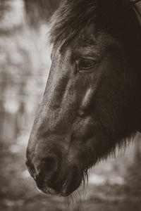Close-up of a horse on field