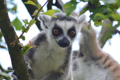 Low angle view of monkey sitting on tree